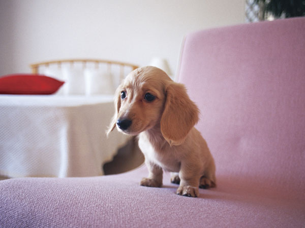 Other.  [Pets live Allowed] You can live with a member of the important family pet.  ※ The size of the pet ・ type ・ Suto to there are restrictions. For more information, please contact the person in charge. (The photograph is an example of a pet frog)