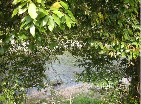 Other. Shoot the northeast side of the Tama River from the site