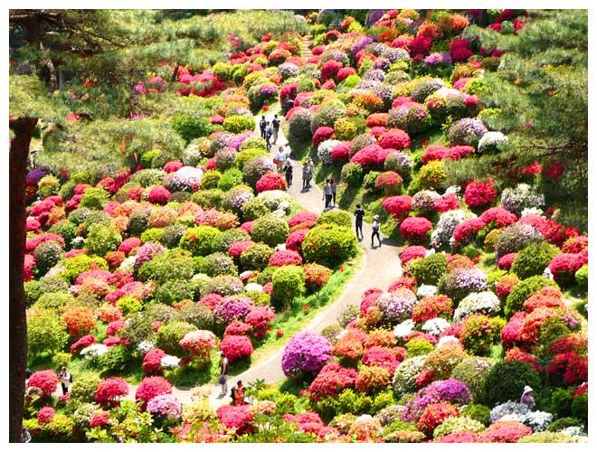 Streets around. Shiobune Kannon Azalea this event tourists gather from all over the country when it comes to the season of 1000m azalea until the festival is a very popular event.