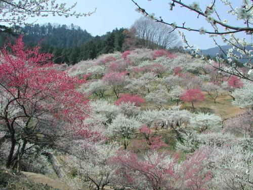 Streets around. Plum festival 800m plum to plum festival is carried out in the flourishing of Baigo is a popular event of the more visited by tourists from all over the country.