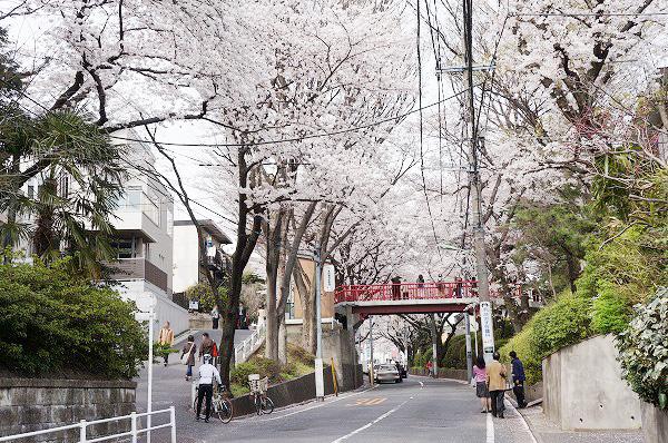 Streets around. 300m to Sakura-zaka