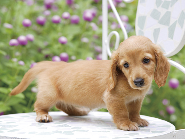 Pet.  [Pet breeding Allowed, Pet Ashiaraijo] I could live with a member of the important family pet. In addition we have established a convenient "pet Ashiaraijo" to walk the way home.  ※ Breeding can pet type ・ The number is subject to restriction breeding bylaws. The photograph is an example of a pet frog.