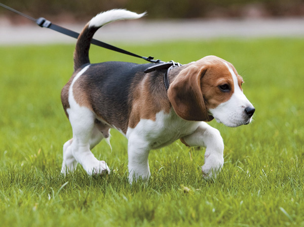 Common utility.  [Pet foot washing place] On the first floor it was installed pet dedicated foot washing area. This is useful, such as the return of the walk.  ※ Pet type and size, There is a limit, such as the number. For more information, Please ask the attendant. (The photograph is an example of a pet that can be breeding)