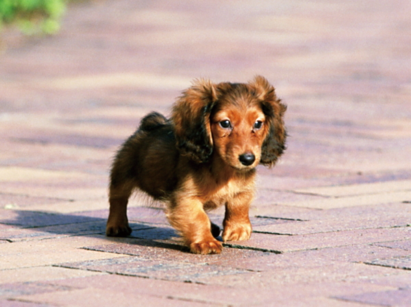 Other.  [Pets welcome breeding] We can live together with pets. (In breeding there are terms and conditions. ) (Photo is an example of a pet frog)