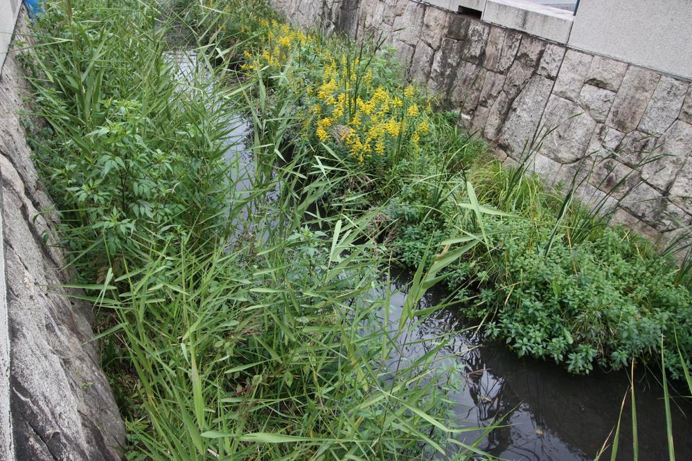 Other. Flow also Marukogawa is in the neighborhood, We full of nature.