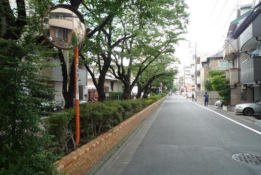 Streets around. Cherry blossoms are beautiful in the 180m spring to Magome row of cherry blossom trees