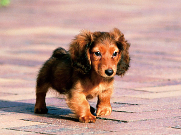 Other.  [Pet breeding Allowed] Condominium where you can enjoy living with a member of the important family pet. The elevator was installed a pet passenger button.  ※ The image is an example of a pet frog.