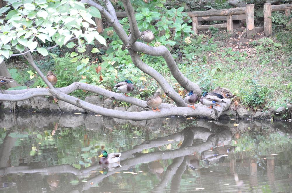 Streets around. 600m to Horai park