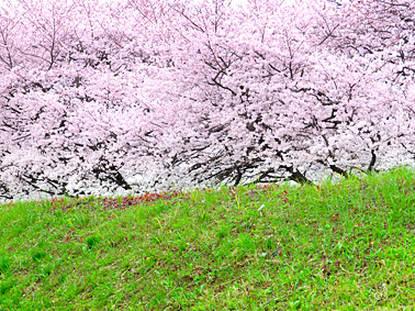 Surrounding environment. Tama River embankment (about 840m)