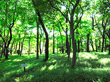 Surrounding environment. Hourai park (about 1030m)