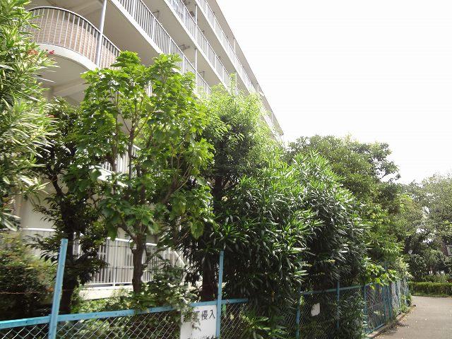 Other. South front Lush promenade