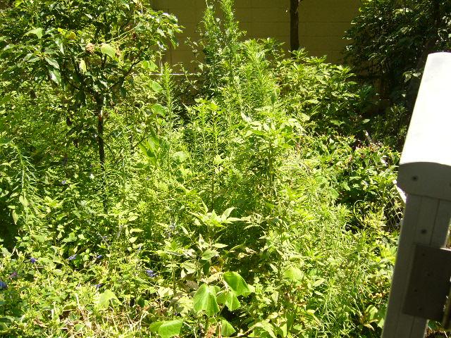 Garden. Local (August 2013) Shooting