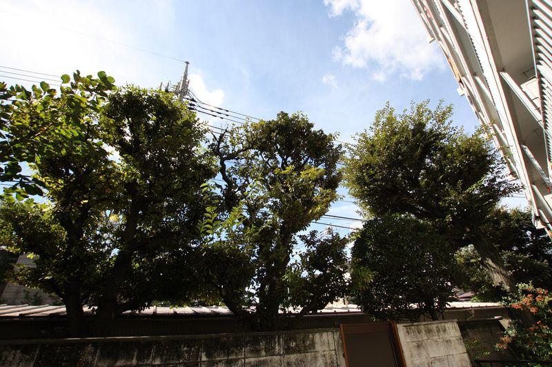 View photos from the dwelling unit. Green is rich