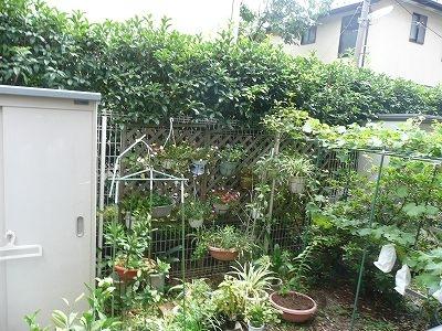 Garden. Private garden