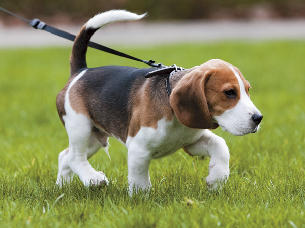 Common utility.  [Pet foot washing place] On the first floor we have established a pet-only foot washing area. This is useful, such as the return of the walk.  ※ Pet type and size, There is a limit, such as the number. For more information, Please ask the attendant. (The photograph is an example of a pet that can be breeding)