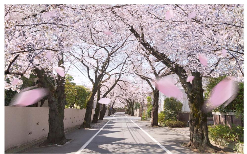 Other local. From the station [A 5-minute walk] Be born in, Leave the vestiges of birth at that time still row of cherry blossom trees are [Setagaya Hyakkei] Selection to. 