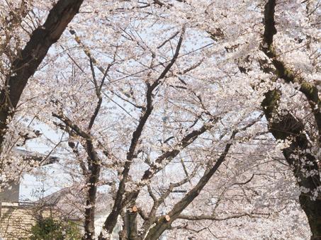Cherry trees of about 90m from local. Spring is in full bloom beautiful cherry blossoms, Summer begat the cool shade of a tree, Autumn is feeling the taste deciduous, Winter feel the warmth of sunlight through the trees .... Make me close to feel the changing of the seasons