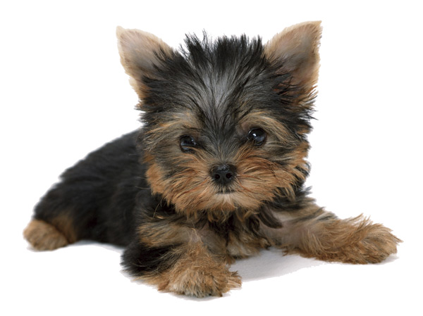 Other.  [Pets Allowed] You can live with a pet as a member of the family.  ※ Breeding can be kind of pets according to the management contract. The photograph is an example of a pet frog.