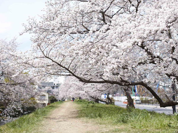 Surrounding environment. Tama Tsutsumi Street (walk 11 minutes / About 840m)