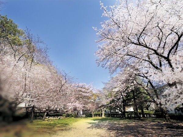 Stage existing trees of beautiful same project of cherry tree that reaches the height 10m, Sakurajosui Complex (April 2012 shooting)