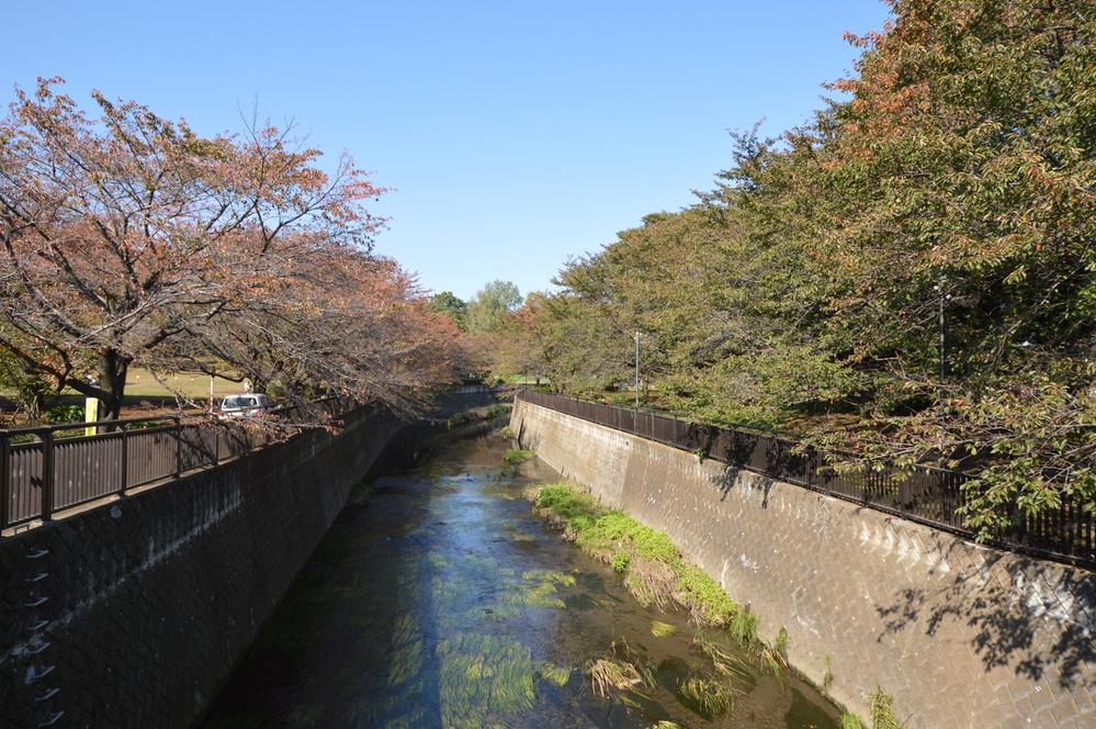 Other. Row of cherry blossom trees of Sengawa
