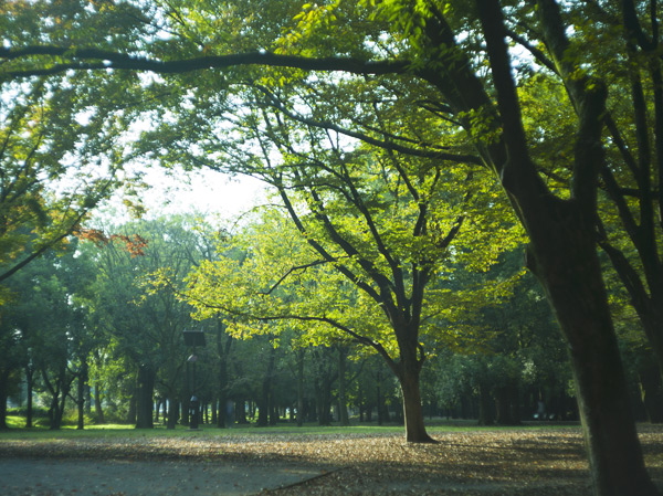 Surrounding environment. Green is reminiscent of Musashino. Many of the trees, I have worked walking age along with the people. (Roka Hisashiharuen ・ 18 mins / About 1420m)