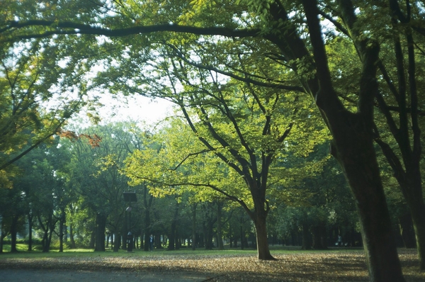 Large park to feel the transitory of four seasons familiar is dotted near (Roka Hisashiharuen, About 1420m)