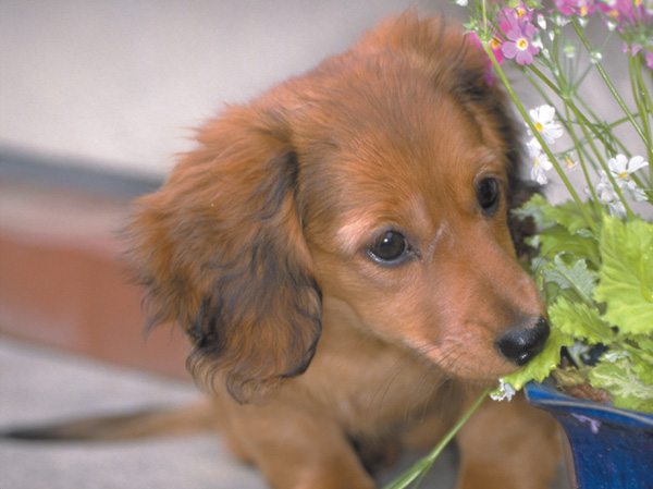 Common utility.  [Pet coexistence possible] In accordance with the management contract, Pet breeding has become a possible. type ・ size ・ The population, etc. There is a limit. (The photograph is an example of a pet frog)