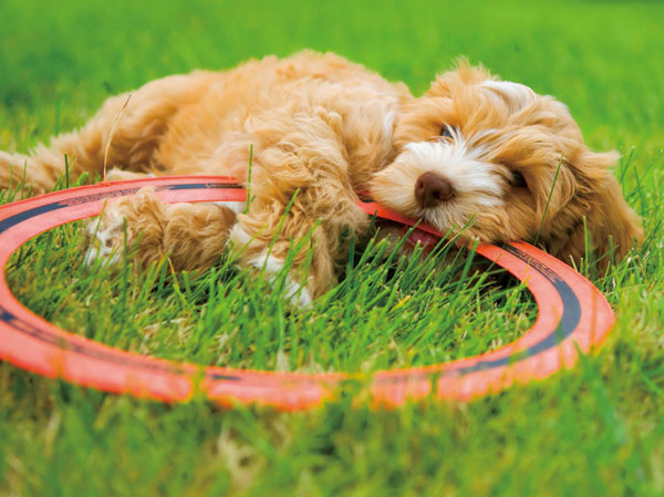 Other.  [Pet breeding Allowed] We have prepared the environment to be able to live together with a member of the important family pet. (An example of photo frog pet) ※ Breeding can pet types ・ There is a limit on the size, etc.. For more information, please see the management contract.