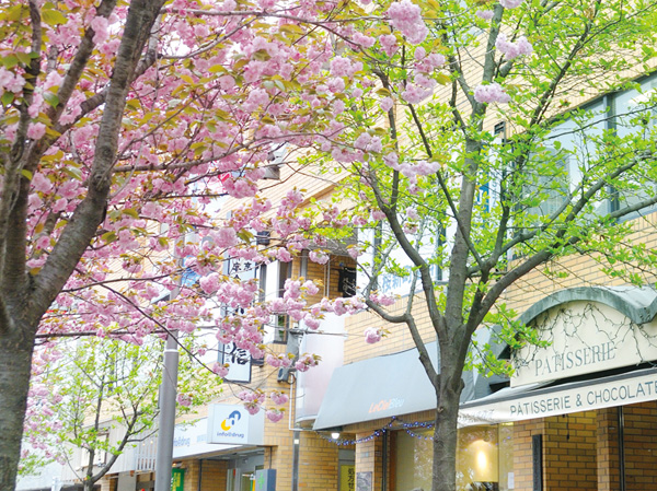 Surrounding environment. "Sakurashinmachi" Station of tree-lined streets (about 320m / 4-minute walk)