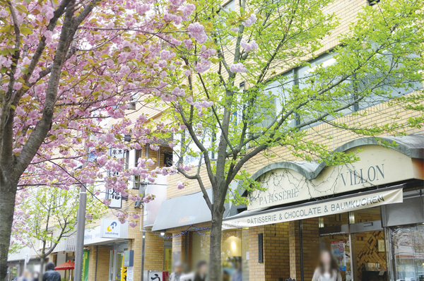 "Sakurashinmachi" in front of the station cherry trees (about 320m)