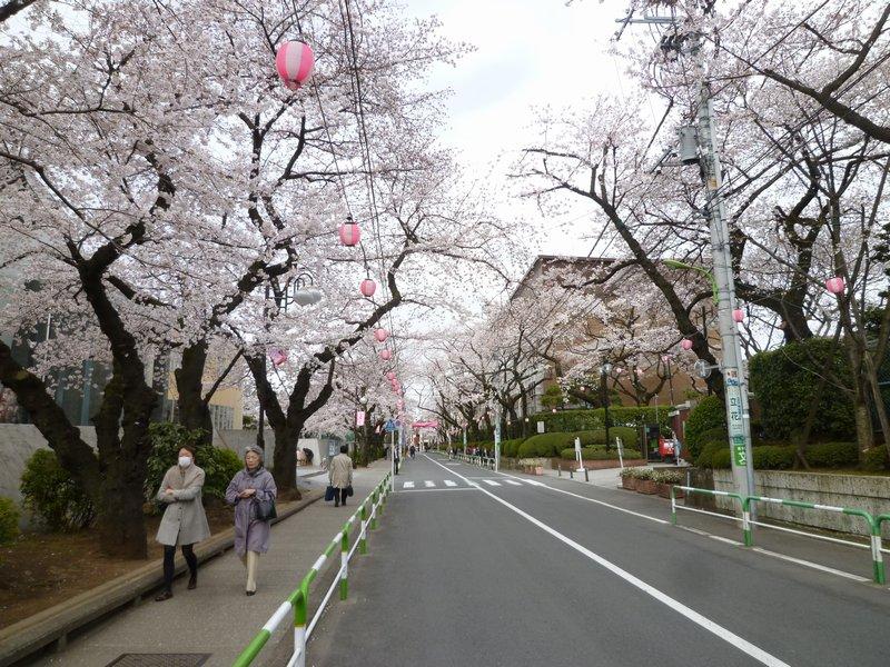 Other. Nihon before the cherry trees (6-minute walk) Cherry Blossom Festival will be held. 
