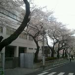 Junior high school. Sakuragaoka 660m until junior high school