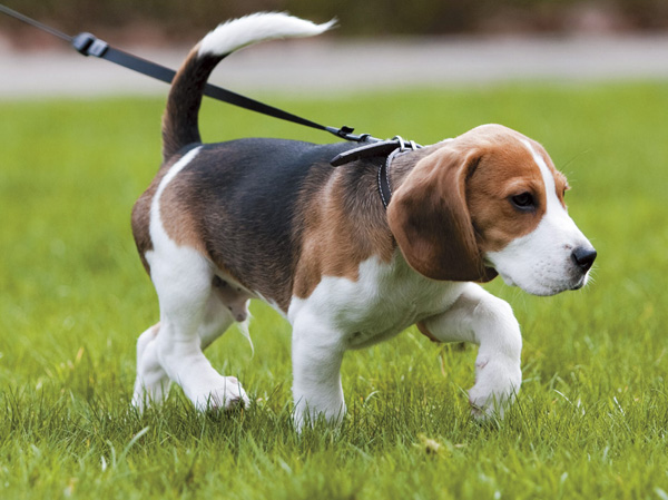 Common utility.  [Pets symbiosis apartment (with pet foot washing place)] A member of the cute pets important family. As consideration to be able to live happily with a pet, We have prepared a pet foot washing place in common areas.  ※ The management contract, The size of the pet, There is a limit to the type and the like. For more information, please contact the clerk. (The photograph is an example of a pet that can be breeding)