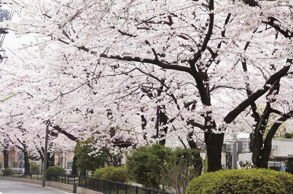 "Osan River green road" (about 150m from local / A 2-minute walk)