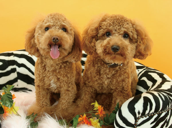 Common utility.  [Pet breeding Allowed ・ Pet of the foot washing place] House to be able to live with the important family of a member of the pets, Up to two dogs can be bred. Also installation pet foot washing place on site.  ※ There is a limit to the kind of size, etc.. For more information, please contact the person in charge. (The photograph is an example of a pet frog)