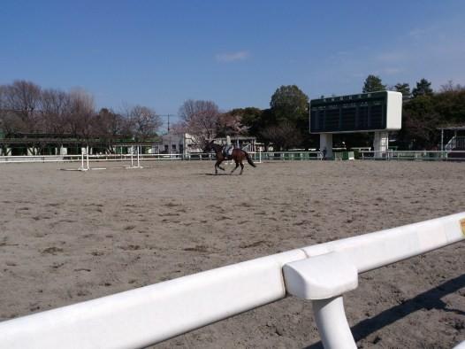 Other Environmental Photo. 514m until the horse events public garden