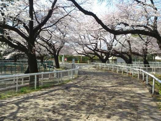 Other Environmental Photo. 514m until the horse events public garden