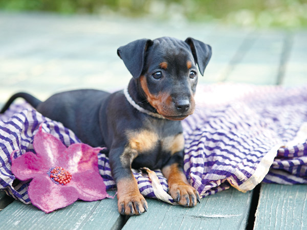 Common utility.  [Pet breeding allowed to live together with the important family]  ※ Published photograph of is an example of a pet frog.