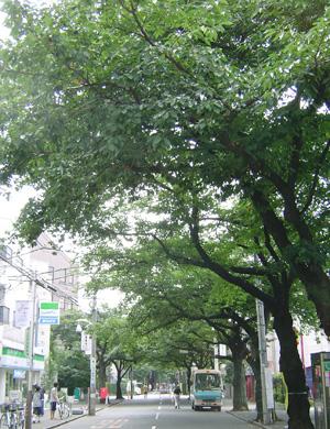 Other. Kamikitazawa cherry trees