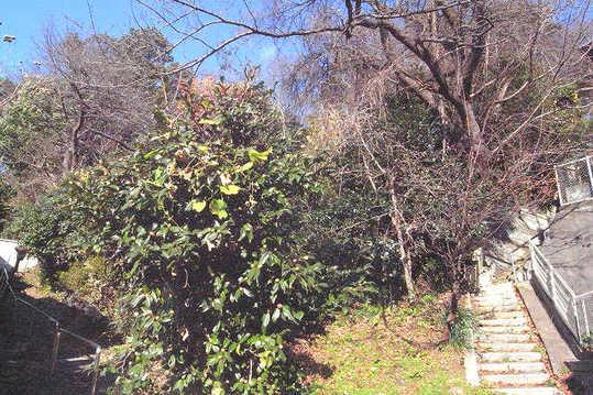 Local land photo. Residential land inlet portion