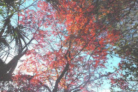 Local land photo. Maple remaining on site Why not be left as it is the trees