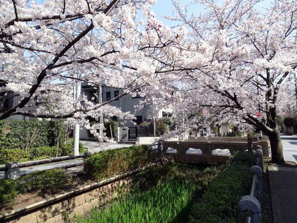 Other. Of green road park row of cherry blossom trees