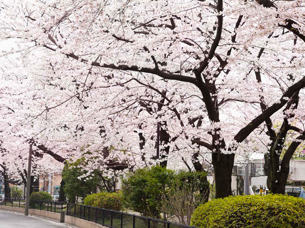 Surrounding environment. Osan River green road (about 60m / 1-minute walk)