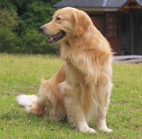 Other.  [Large dog breeding Allowed] Along with the pet can live with peace of mind. Also can be breeding of large dogs in the part of the dwelling unit. (An example of photo frog pet) ※ The size of the pet ・ There are limited by the dwelling unit is on the type. For more information, please contact the person in charge.