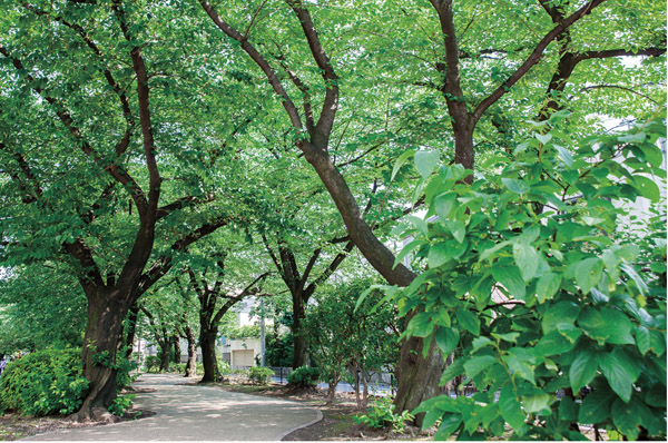 Osan River green road spread in a 3-minute walk from the local