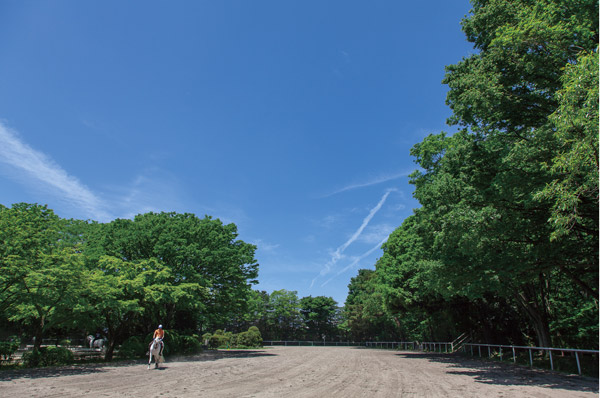 Or watching the grazing of horses, Horse events public garden to spend while or listen to the voice of wild birds