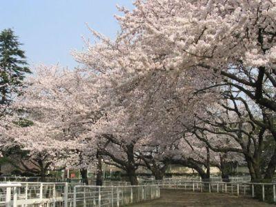 park. 716m until the horse events public garden