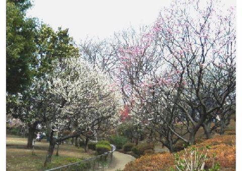 park. 800m until Hanegi park