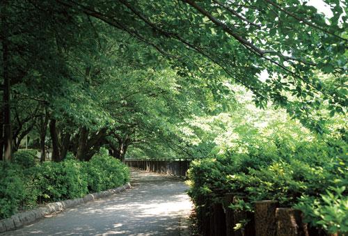 Other. "Soshigaya park" the spot where you can enjoy the nature of the four seasons. The park tennis courts and a croquet court, Such as children's playground to play equipment are lined up are in place, It has also become a place of exchange of people in the community. 